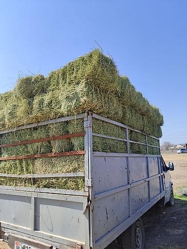 tesla 3: Легкий грузовик, Ford, Стандарт, 3 т — 9