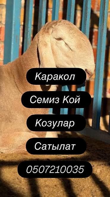 мел для животных: Продаю | Овца (самка), Ягненок, Баран (самец) | Гиссарская, Полукровка, Долан — 1