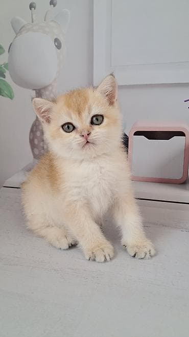 кошка британец: Британская короткошёрстная, 1 месяц, Мальчик, Золотая шиншилла — 1
