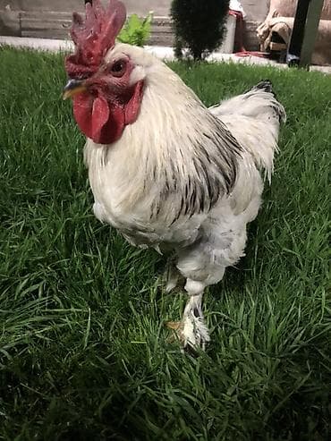 тай бука: Продаю | Петух | Брама | Для разведения — 2