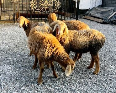 объявления о пропаже животных: Продаю | Овца (самка), Ягненок | Гиссарская, Арашан | Для разведения | Племенные, Матка, Ярка — 2