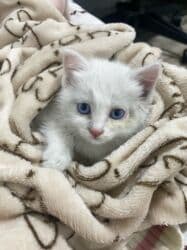 новорожденные котята: Кошка даром: Беспородная, 1 месяц, Девочка, Приучена к лотку — 1