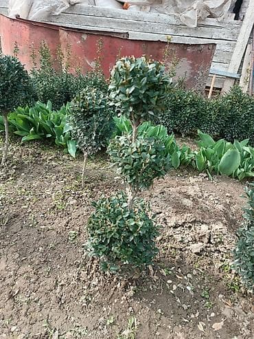 купить кустарники декоративные: Предлагаются декоративные кустарники в горшках. Шаровидные Самшит и — 10