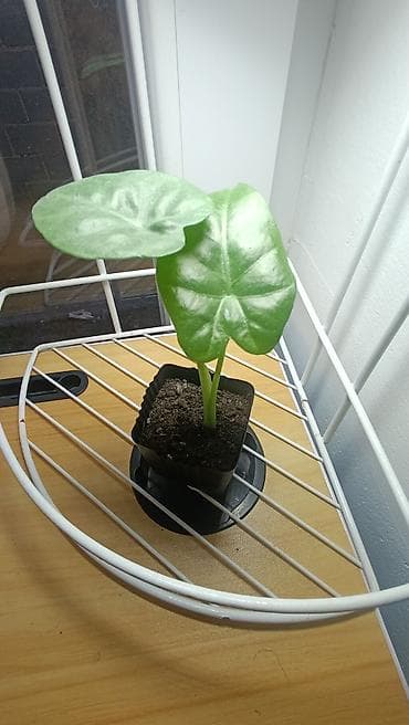 фикус для офиса: Набор комнатных растений в горшках: каменная роза 100 сом. бамбук — 6