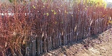 Продаю саженцы плодовых деревьев,розы розы!!! Гарантия есть .Местные