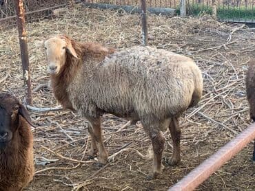 Мышыктар: Сатам | Кочкор (эркек) — 1