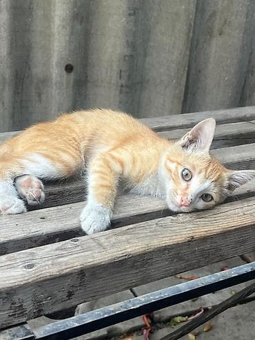 Даром ♥️котенок ищет дом 🏡 Рыжий котёнок с белыми лапками и — 3