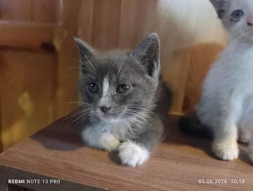1 мальчик 2 котенка фулл: Отдам котят в добрые руки 
2 кошечки и один котик — 3