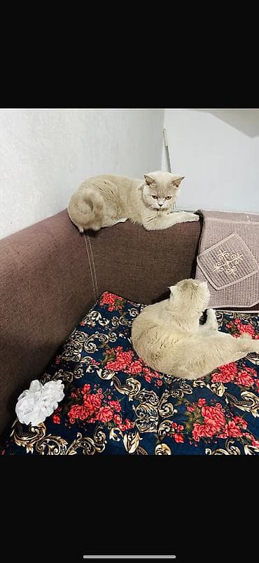 Продажа кошек: Девочки
 1,5 года — 1