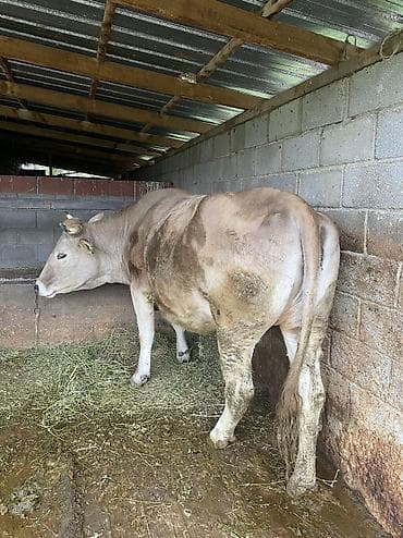 летучая мышь в кыргызстане: Продаю | Корова (самка) | Для разведения, Для молока | Привязанные — 7