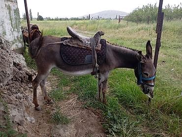 малёк рыбы: Осёл с амуницией - Домашний осёл, упряжь и уздечка на месте. - В — 1
