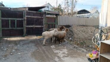 цена пшеницы в бишкеке 2022: Койлор сатылат семиз — 2