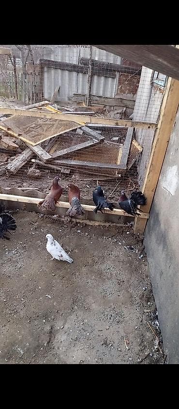 голубей бишкек: Павлины-голуби (декоративные) цена за пару 2500 тыс сом обращаться по — 4