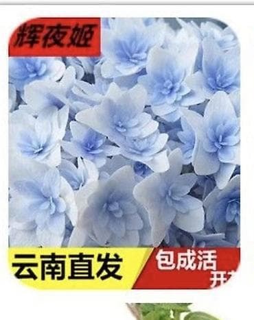 м гвардия: Продаю саженцы 20-летней гортензии. Гортензия крупнолистная (Hydrangea — 8