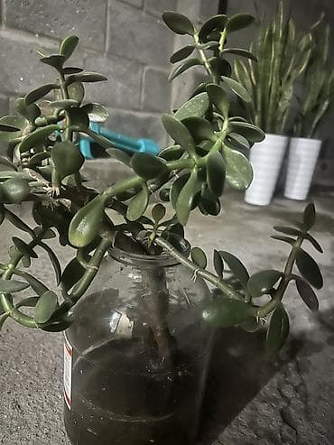 Суккулент «Денежное дерево» (Crassula ovata), укоренённый черенок в