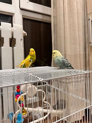 куплю попугая: Пара волнистых попугаев с оснащённой клеткой. Состав набора: - 2 — 3
