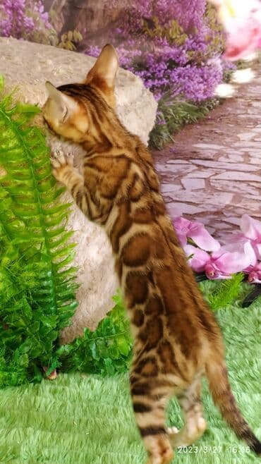 новорожденные котята: Друзья!! Проф питомник Бен Гла Мур Предлагает Шикарных элитных — 23