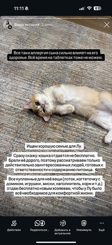 scottish fold: Если кто-то давно мечтал о котенке или искал именно такую породу - — 1