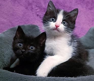 один мальчик и два котёнка: БЕСПЛАТНО! Котята 1,5 месяца, черно-белые мальчики и девочка пантера — 1