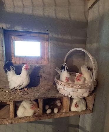 бомбейская кошка: Продаю японские Шабо карлики кур петух — 1