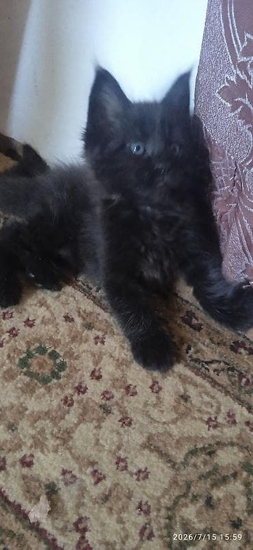 Үй жаныбарлары: Чёрный бриллиант🥰! Продается Котик Мейн-Кун❤️ окрас черный солид от — 6