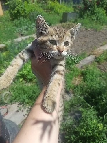 рыжий кот купить: Котёнок, мальчик ищет родителей — 6