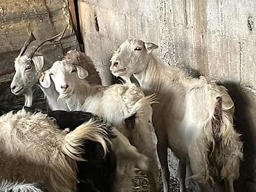 тай алам: Продаю | Коза (самка) | Для разведения | Племенные — 2