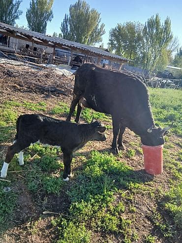 бишкек ит базар: Сатам | Уй (ургаачы) | Алатоолук | Сүт алуу үчүн — 8