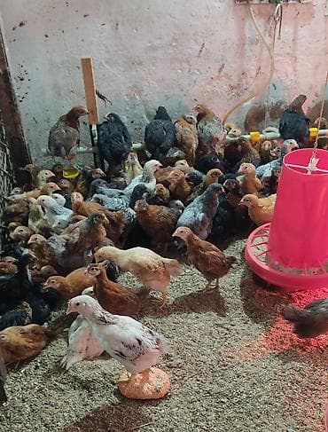 бойцовые птицы: Продаю | Цыплята | Для разведения — 1