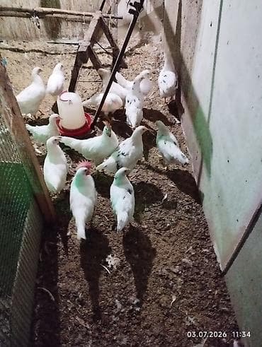 Продаю курочек 3 месяца хай лайн соня