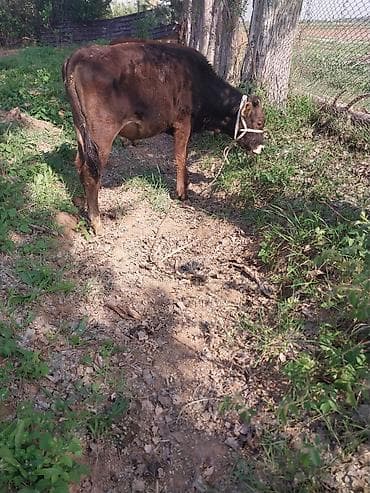 корова с теленкам: Продаю | Тёлка | На откорм | Привязанные — 1