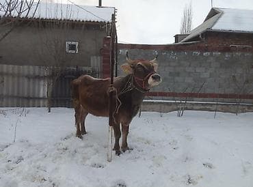 дойную карову: Продаю | Корова (самка) | Швицкая | На откорм | Племенные — 3