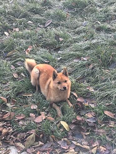 охотничье собаки: Порода: Карелофинская лайка (рыжий окрас) Описание:Год рождения — 2