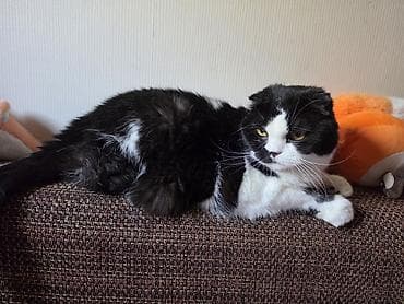 scottish fold: Кошка даром: Скотиш Фолд (Шотландская вислоухая), Мальчик — 2
