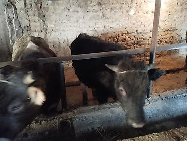 бычки лимузин: Продаю | Бык (самец) | На откорм, На забой — 2