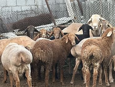 би 6: Продаю | Овца (самка) | Для разведения | Матка — 3