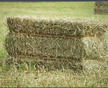 наполнитель для животных: Сено в тюках - Прямоугольные тюки, перевязаны шпагатом - Скошено на — 1