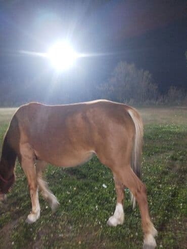 показы 1 354 72 договорная кошка даром британская короткошёрстная 1 год мальчик метис 2 позвонить написать: Сатам | Бээ (ургаачы) | Жумушка — 4