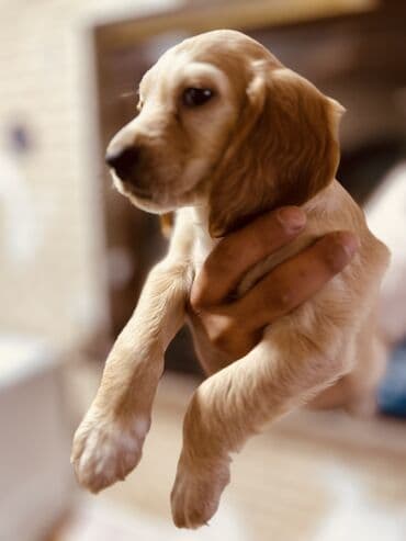 продажа собак чихуахуа: Кокер-спаниель, 2 месяца, Самец — 1