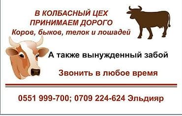 купою: Колбасный цех : Другие с/х животные, | Круглосуточно, Любое состояние, Забитый — 1