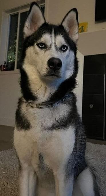 боп ит купить бишкек: Сибирский хаски, классический черно-белый окрас с маской и голубыми — 2