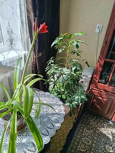 бөлмө гүлдөрү: Предлагаются различные комнатные растения для создания уюта и свежести — 5