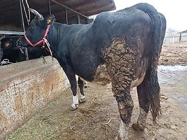годовалые телки: Продаю | Корова (самка) | Голштин | Для разведения, Для молока | Племенные, После отела, Искусственник — 10