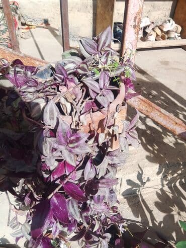 оюнчук пистолет: Балдар арабасы, түсү - Кызгылт, Жаңы — 1