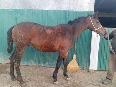 продаю доберман: Продаю | Жеребец | Для разведения, Рабочий | Племенные — 3