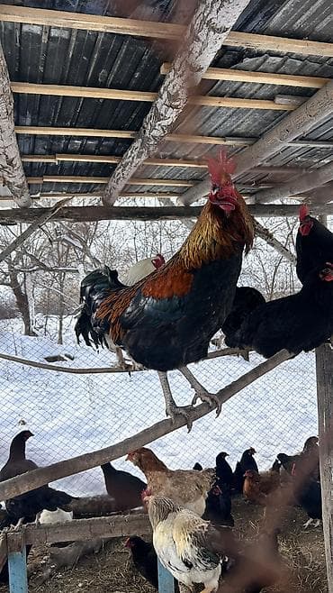 куры гриз бар: Продаю | Петух | Для разведения — 10