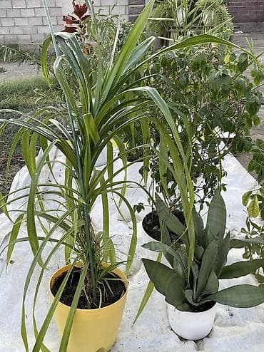 алоэ растение цена: Продаю красивые и ухоженные домашние растения в горшках. Отличный — 2