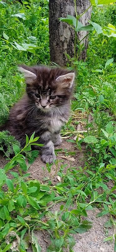 котят бесплатно: Мейн-кун, 2 месяца, Девочка, Приучена к лотку — 3