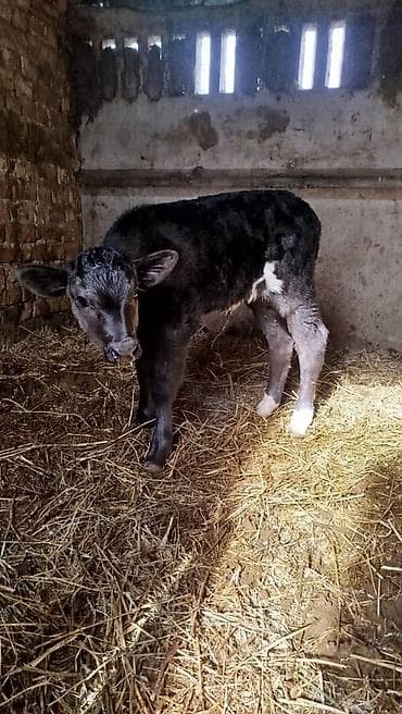 Үй жаныбарлары үчүн товарлар: Сатам | Кунаажын | Аргын | Көбөйтүү үчүн | Жасалма уруктандырылган — 2