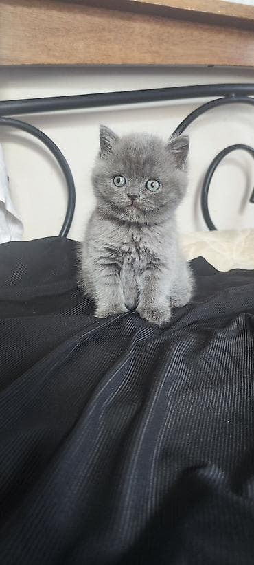 black cat: Шотландский котёнок, окрас сплошной голубой (серый). - Плюшёвая — 1